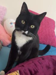 Lost Male Cat last seen Chingford, Greater London, England E4 8SR