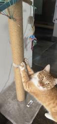 Lost Male Cat last seen Bancroft Road, Walnut Creek, Walnut Creek, CA 94518