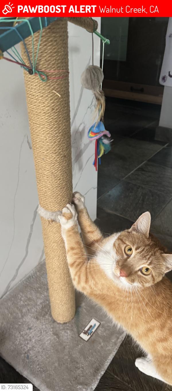 Lost Male Cat last seen Bancroft Road, Walnut Creek, Walnut Creek, CA 94518