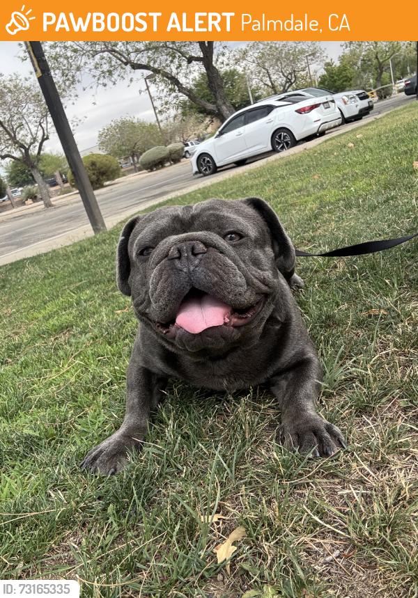 Found/Stray Male Dog last seen Near E avenue S, Palmdale, CA 93552