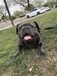Found/Stray Male Dog last seen Near E avenue S, Palmdale, CA 93552