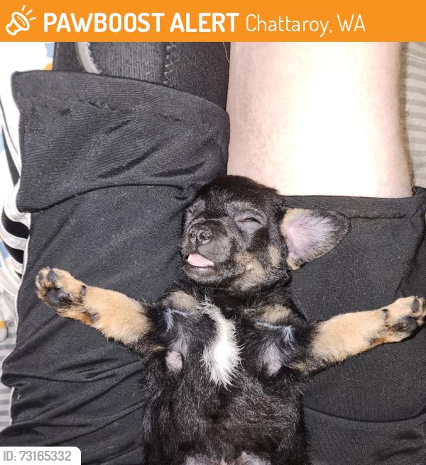 Found/Stray Unknown Dog last seen Dollar General, Chattaroy WA, Chattaroy, WA 99003