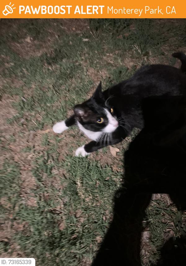 Found/Stray Male Cat last seen Graves & Mooney Dr, Monterey Park, CA 91755