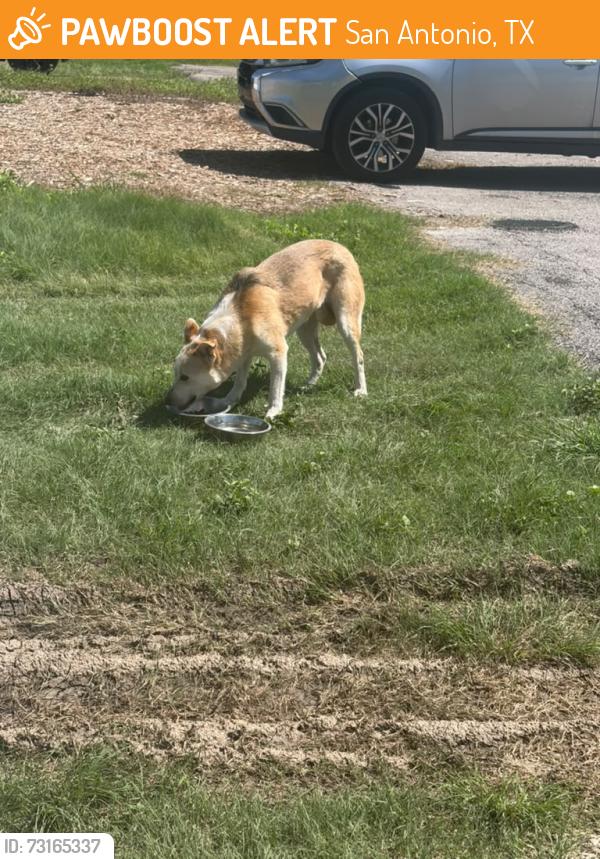 Found/Stray Unknown Dog last seen weidner rd, San Antonio, TX 78233