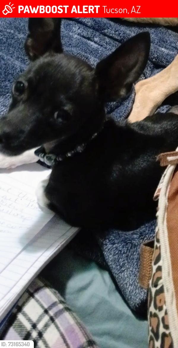 Lost Male Dog last seen veterans and 9th Ave, Tucson, AZ 85713