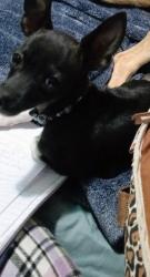 Lost Male Dog last seen veterans and 9th Ave, Tucson, AZ 85713