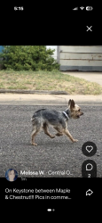 Lost Male Dog last seen Chestnut and keystone, Odessa, TX 79762