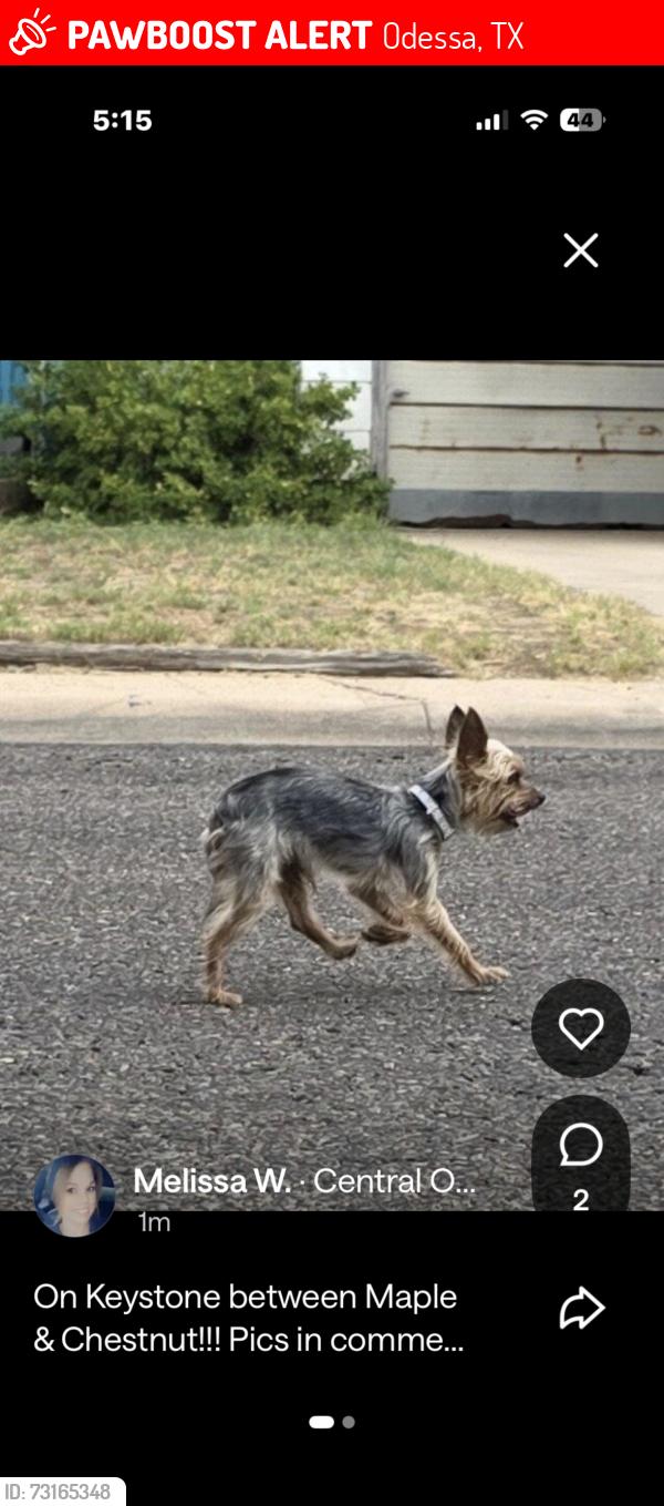 Lost Male Dog last seen Chestnut and keystone, Odessa, TX 79762
