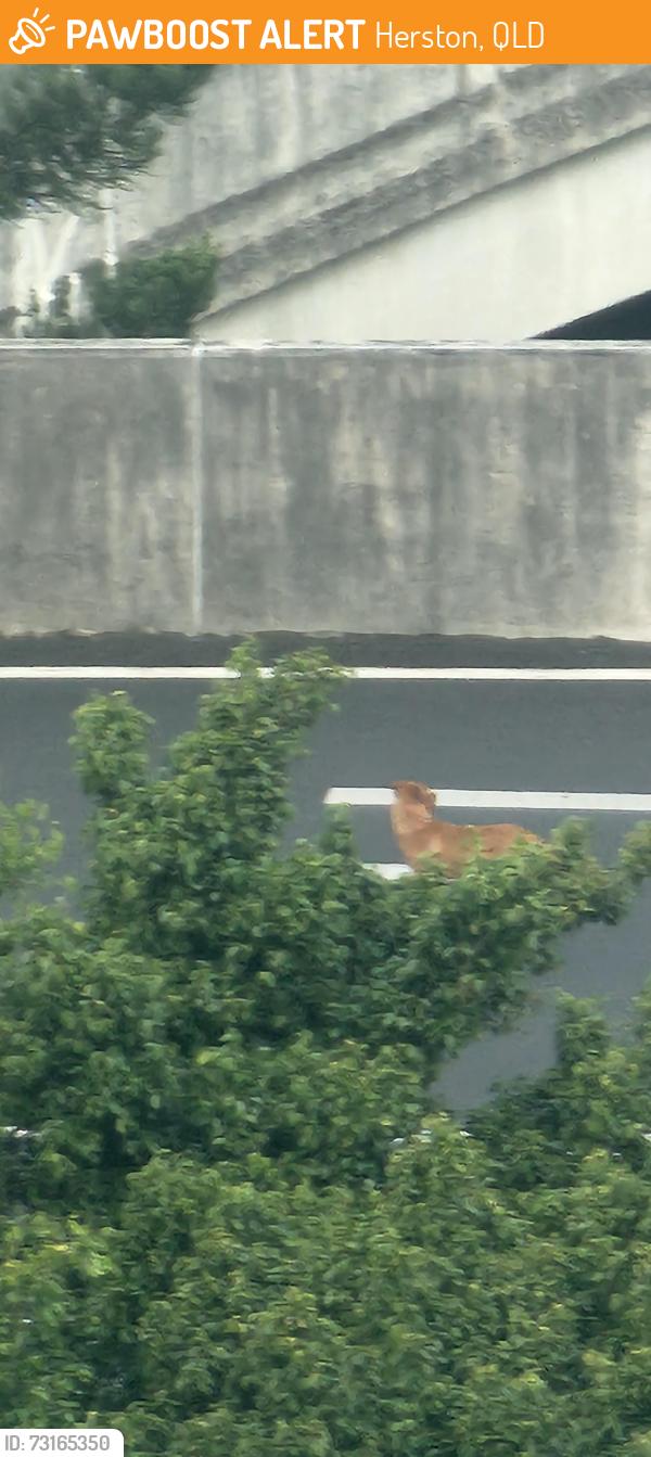 Found/Stray Male Dog last seen On Busway between Herston and RBWH, Herston, QLD 4006