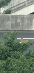 Found/Stray Male Dog last seen On Busway between Herston and RBWH, Herston, QLD 4006