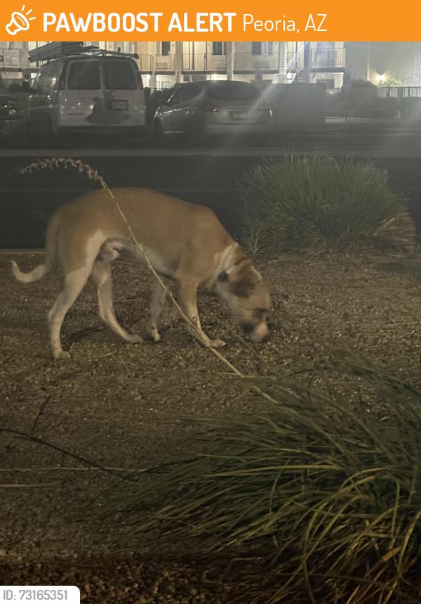 Found/Stray Male Dog last seen Parking Lot of Buffalo Wild Wings and Olive Garden, Peoria, AZ 85345