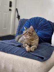 Reunited Male Cat last seen Often near 6th Street and 6 Terr and 17th Street and Terr, Fort Lauderdale, FL 33301