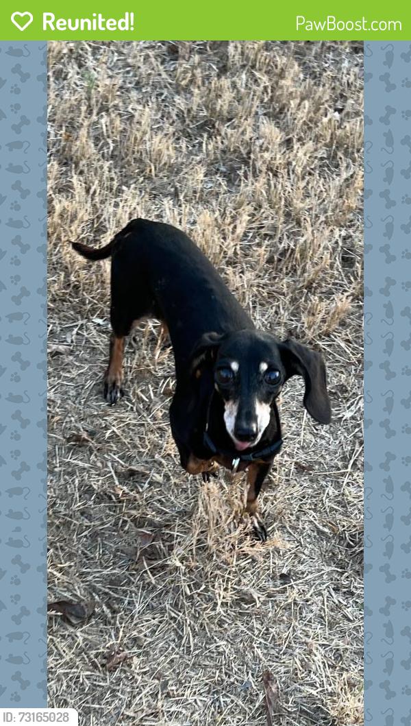 Reunited Female Dog last seen Timber Ridge Trail, Hewitt, TX 76643
