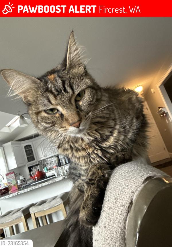 Lost Female Cat last seen Palm Drive and Aloha Lane, Fircrest, WA 98466
