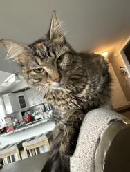 Lost Female Cat last seen Palm Drive and Aloha Lane, Fircrest, WA 98466