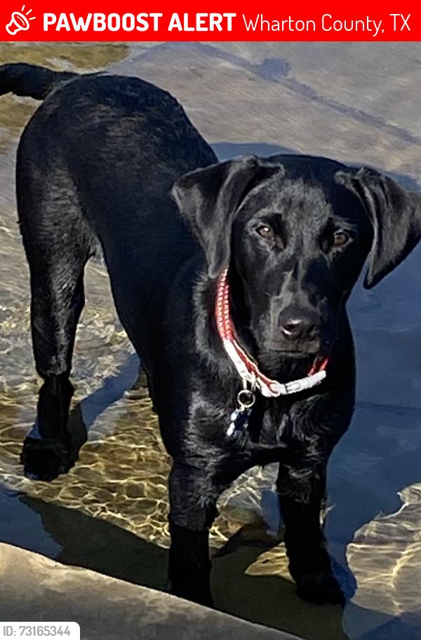 Lost Female Dog last seen CR 145 Wharton, Tx., Wharton County, TX 77488