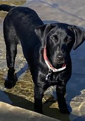 Lost Female Dog last seen CR 145 Wharton, Tx., Wharton County, TX 77488