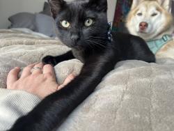 Lost Male Cat last seen Felton, Redondo Beach, CA 90278