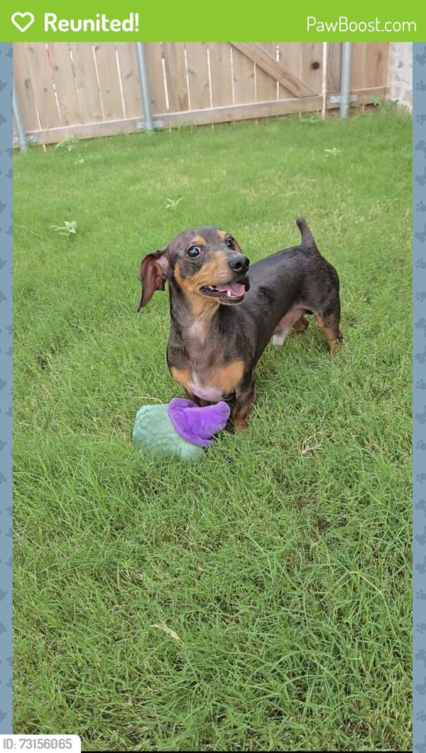 Reunited Male Dog last seen Eastridge and Bastrop, Odessa, TX 79765