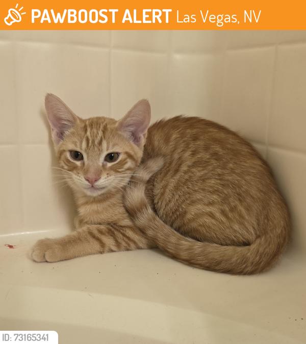 Found/Stray Male Cat last seen Skye Canyon Spring Mountain Ranch Spinning Wheel Ave Park, Las Vegas, NV 89143
