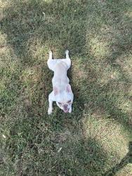 Lost Female Dog last seen Piper, Kansas City, KS 66109