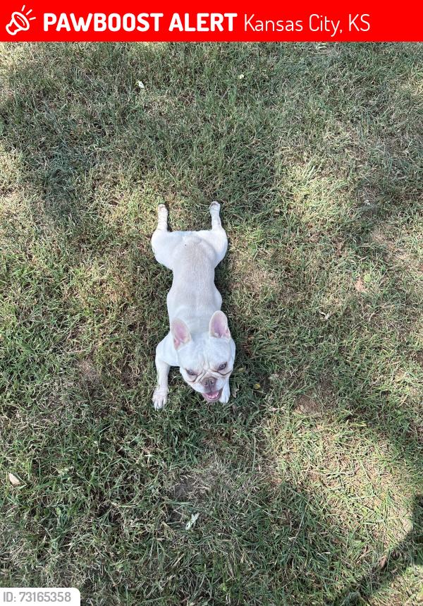 Lost Female Dog last seen Piper, Kansas City, KS 66109