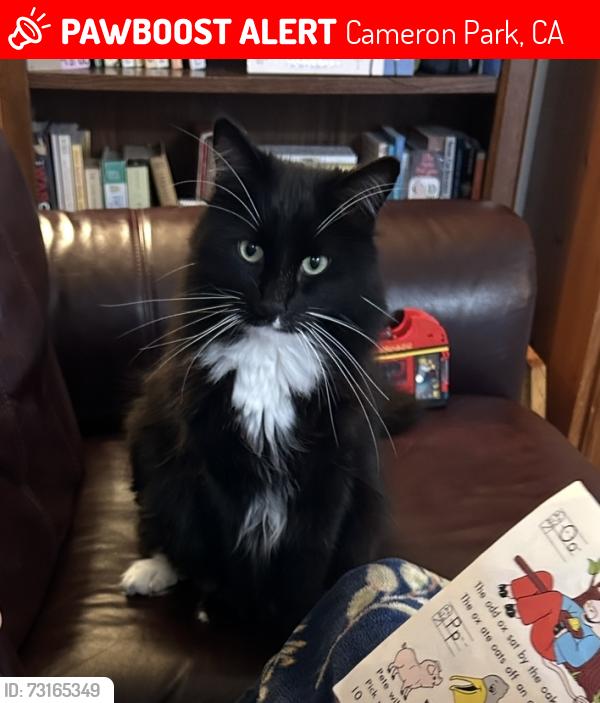 Lost Male Cat last seen Green Valley Road and Cambridge by CVS, Cameron Park, CA 95682
