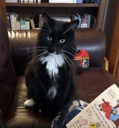 Lost Male Cat last seen Green Valley Road and Cambridge by CVS, Cameron Park, CA 95682