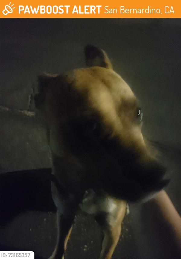 Found/Stray Female Dog last seen Medical center/ Baseline, San Bernardino, CA 92411