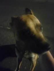 Found/Stray Female Dog last seen Medical center/ Baseline, San Bernardino, CA 92411