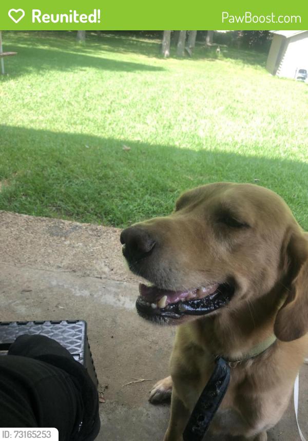 Reunited Male Dog last seen Greenbrook dr ridgeland ms 39157, Ridgeland, MS 39157