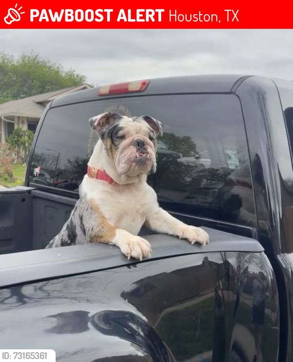 Lost Female Dog last seen Rumford ln, Houston, TX 77084