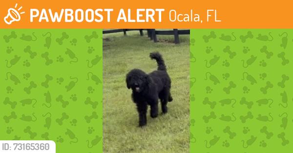Found/Stray Male Dog last seen 45th avenue, Ocala, FL 34482