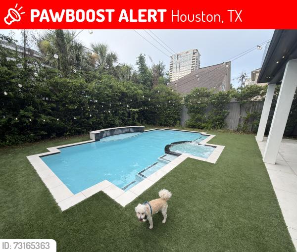 Lost Male Dog last seen Near cedar creek dr, Houston, TX 77056