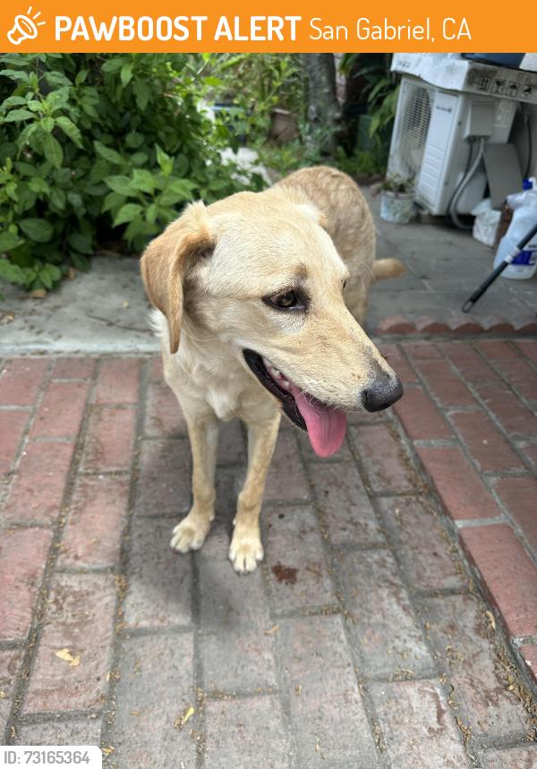 Found/Stray Female Dog last seen Norwood Pl and manor way, San Gabriel, CA 91776
