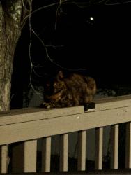 Lost Female Cat last seen Centennial Trail, Duluth, GA 30096