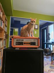 Lost Female Cat last seen Middle Fiskville Rd & Bluff Bend, Austin, TX 78753
