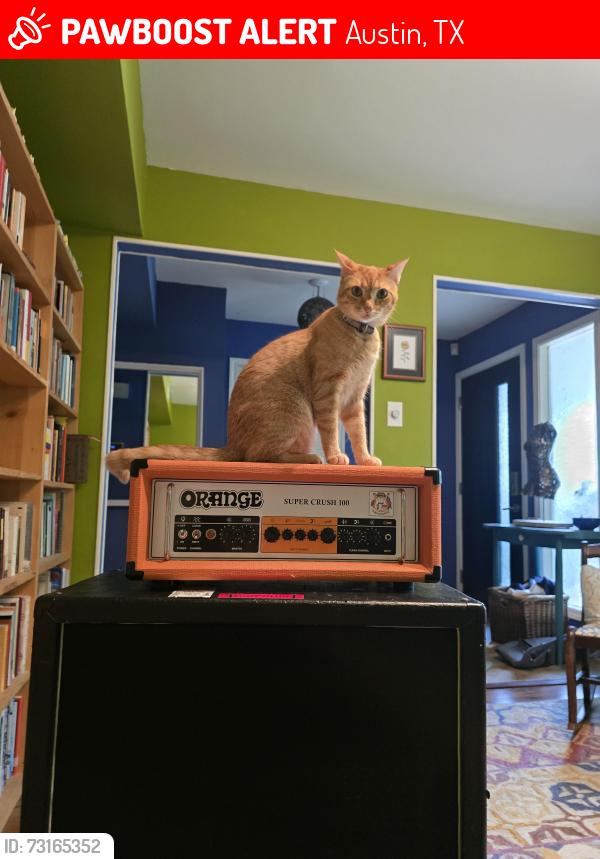 Lost Female Cat last seen Middle Fiskville Rd & Bluff Bend, Austin, TX 78753