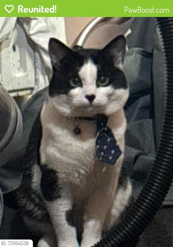 Reunited Male Cat last seen Viscount Gardens, Byfleet, England KT14 6SN