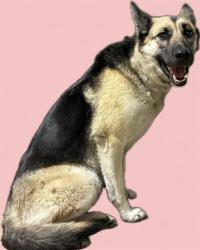 Shelter Stray Female Dog last seen , 38550 Sierra Hwy, Palmdale, CA 93550, USA