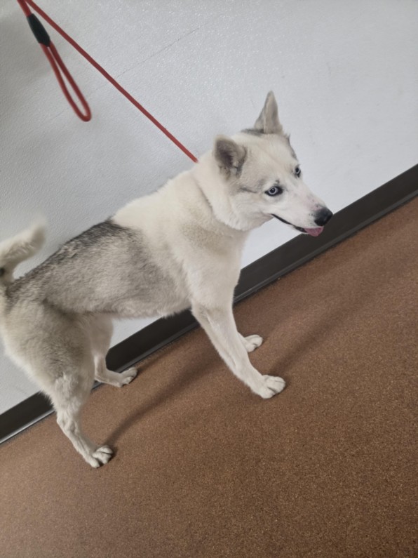 Shelter Stray Female Dog last seen , West Valley Animal Shelter, 20655 Plummer St, Chatsworth, CA 91311, USA