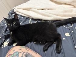 Lost Female Cat last seen South main st and lamoille, Haverhill, MA 01835