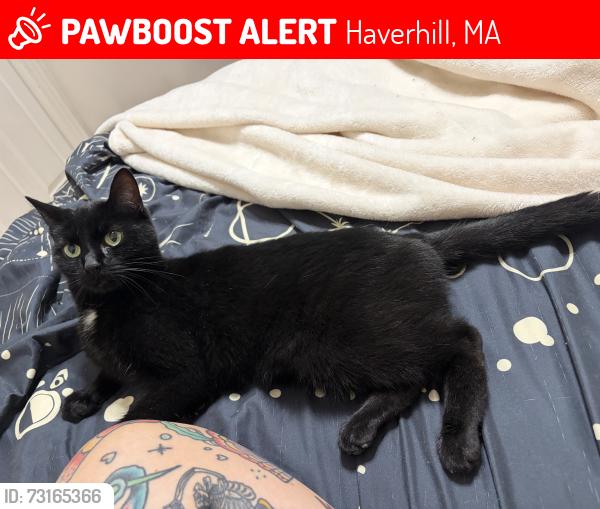 Lost Female Cat last seen South main st and lamoille, Haverhill, MA 01835