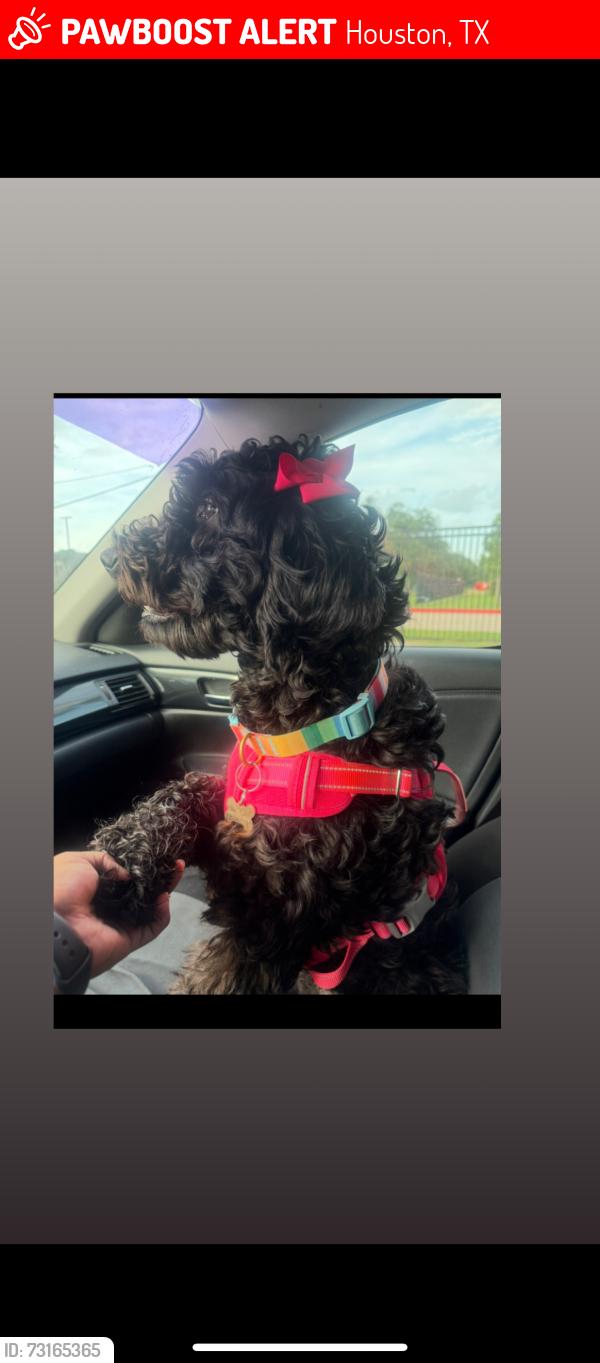 Lost Female Dog last seen Near S Gessner Rd Houston, TX 77074 United States, Houston, TX 77071