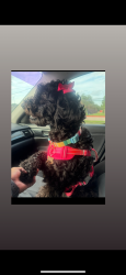 Lost Female Dog last seen Near S Gessner Rd Houston, TX 77074 United States, Houston, TX 77071