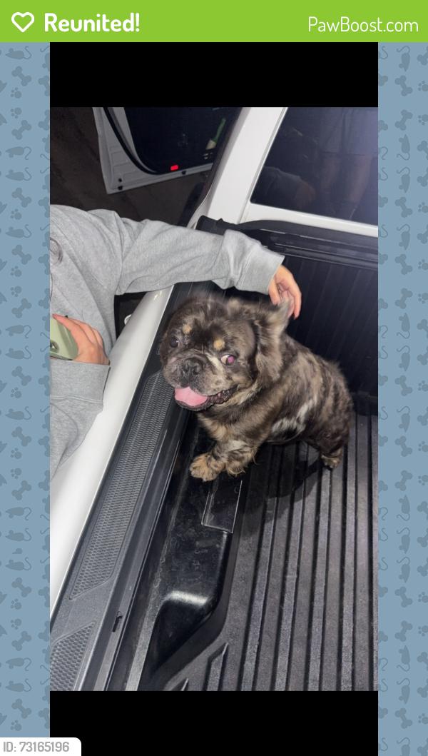 Reunited Male Dog last seen Muscoy Ogden st, Muscoy, CA 92407