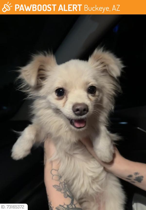 Found/Stray Female Dog last seen West fifth avenue and miller road, Buckeye, AZ 85326