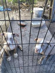 Lost Male Dog last seen Brent Lane and Murphy Lane, Brent, FL 32503