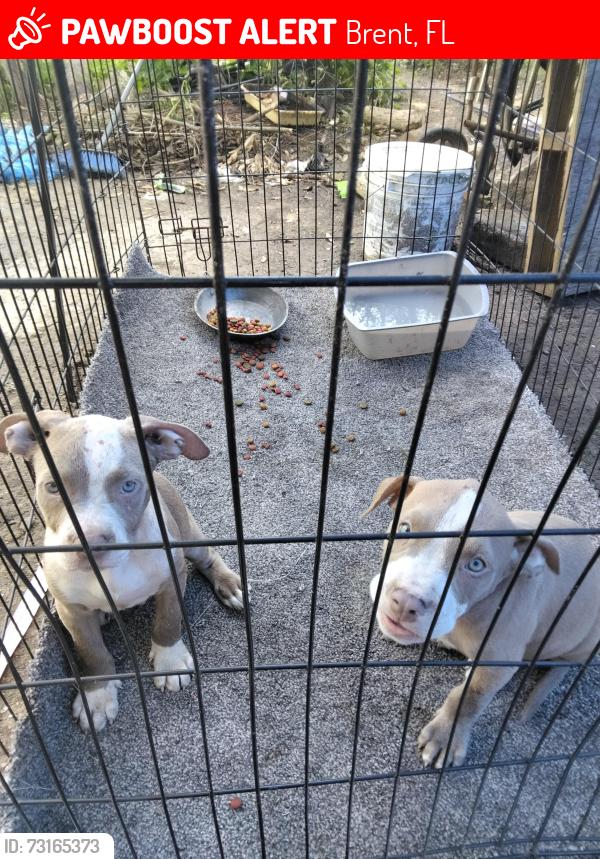 Lost Male Dog last seen Brent Lane and Murphy Lane, Brent, FL 32503