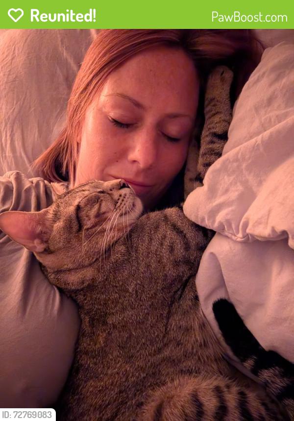 Reunited Male Cat last seen Victoria Park, Fort Lauderdale, FL 33304
